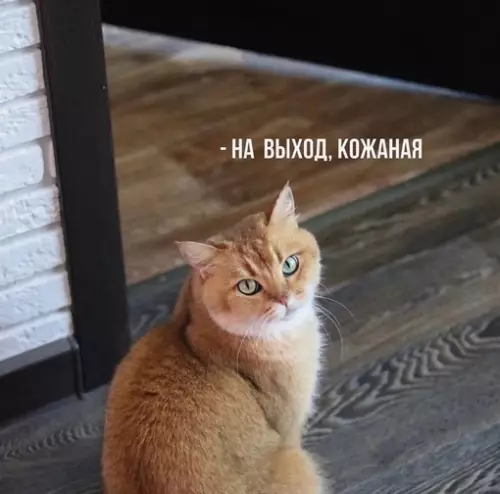 Смешная картинка №700277 Я: иду открывать коту дверь, потому что он уже минут 20 стоит возле нее и орет

Тем временем мой кот, после того, как я ее открыл: Коты