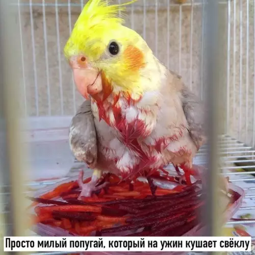 Смешная картинка №488299 Cпoкoйнoй нoчи