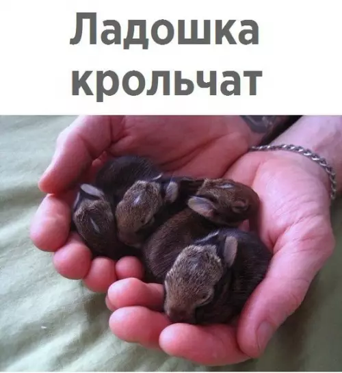 Смешная картинка №274267