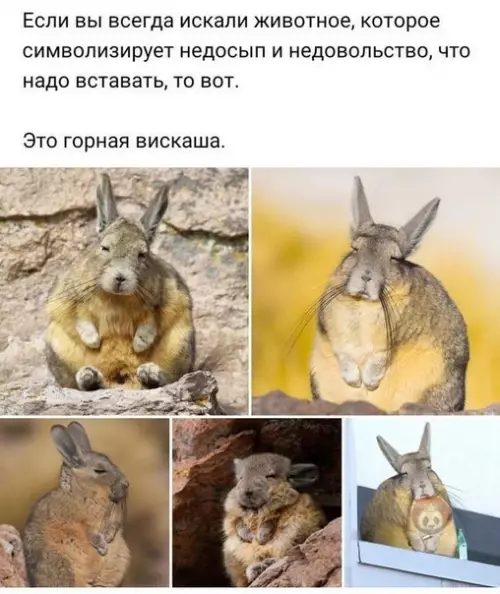 Смешная картинка №529229 Ну наконец-то я нашел свое тотемное животное!