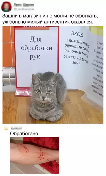 Смешная картинка №517921 Антибактериальный кот)