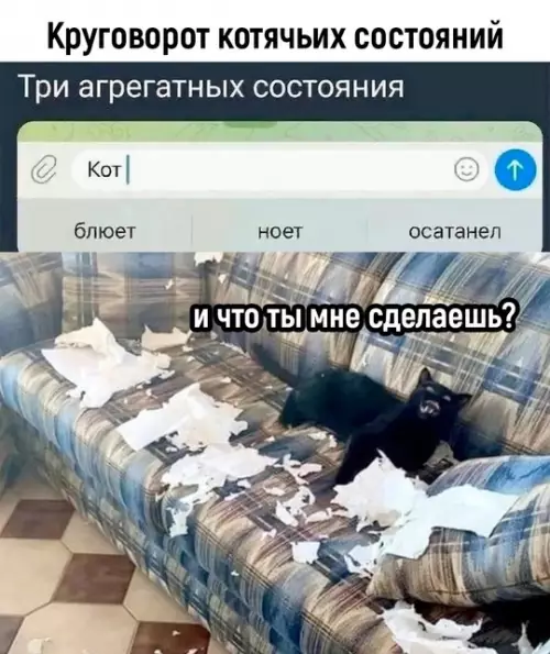 Смешная картинка №747612 Три состояния котов Коты