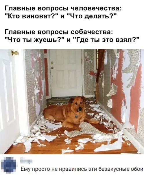 Смешная картинка №364556 собаки