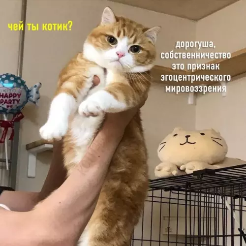 продолжение Смешная картинка №574757 Основное различие между собаками и котами