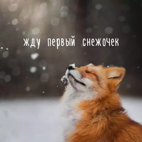 Смешная картинка №213111