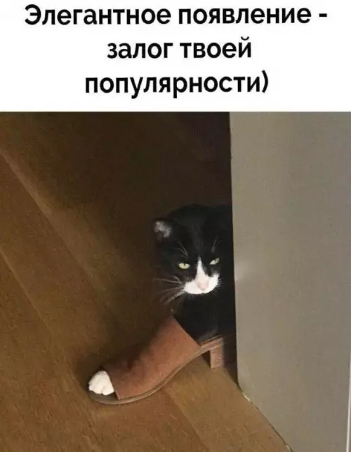 Смешная картинка №745539 Хоба Коты