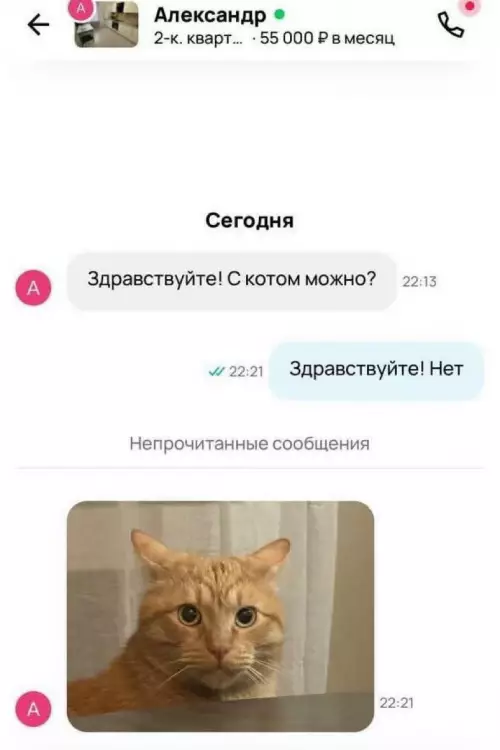 Кот против аренды: когда хозяин слишком суров 🙀 - Здравствуйте! С котом можно? Здравствуйте! Нет