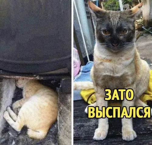 Смешная картинка №496979
