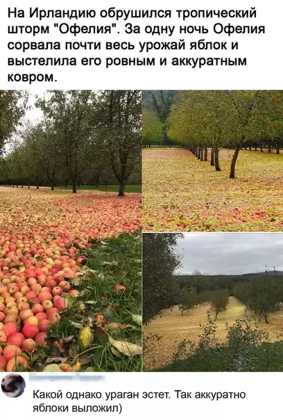 Смешная картинка №535156 Не хотел бы я во время урагана в этом саду оказаться.
