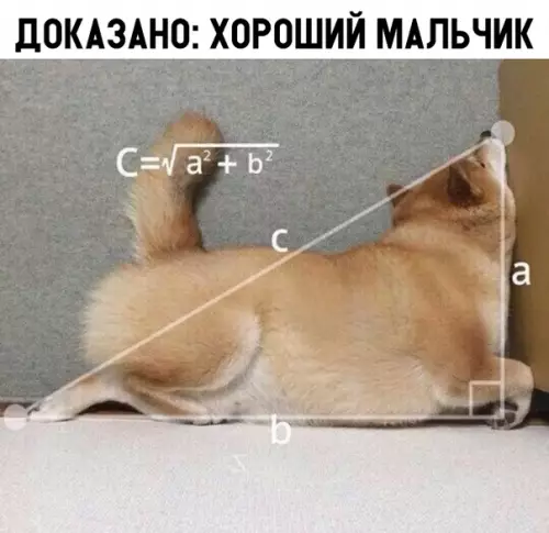 Смешная картинка №315844 собаки