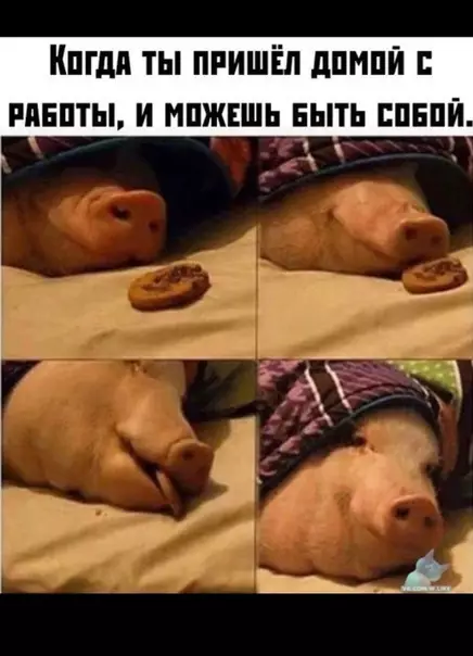 Смешная картинка №380431