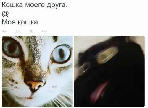 Смешная картинка №176035 кошки