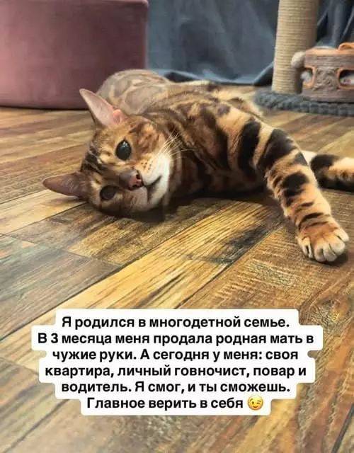 История успеха одного кота 🐈📈 - Я родился в многодетной семье. В 3 месяца меня продала
