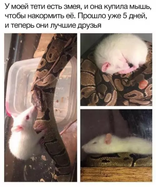 Смешная картинка №274163