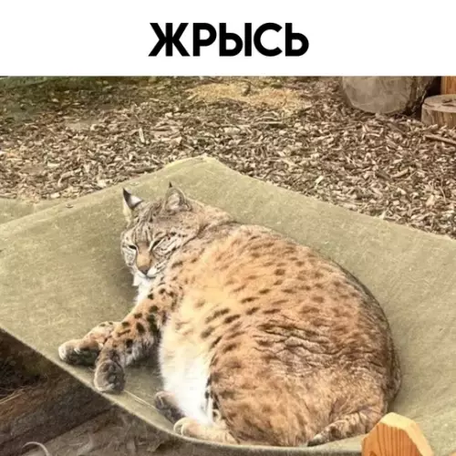 Смешная картинка №758898