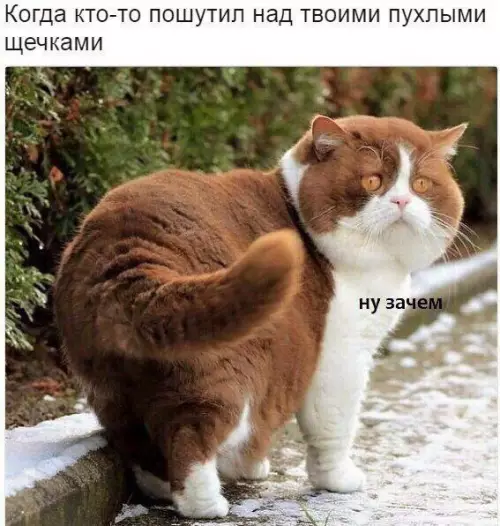 Смешная картинка №422072