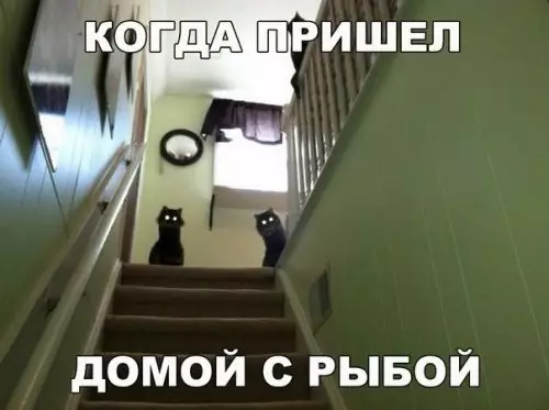 Смешная картинка №310078 кошки