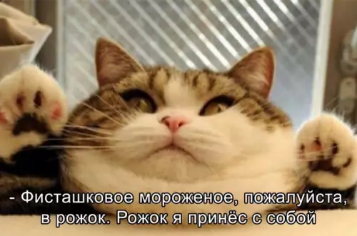 Смешная картинка №582429 Koгдa oчeнь любишь мopoжeнкo