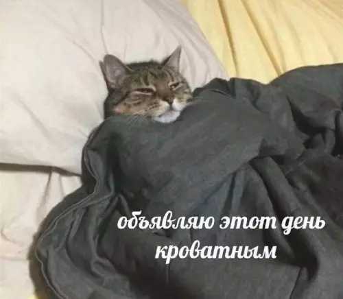 Режим тюленя активирован! 🦭💤 - объявляю этот день кроватным