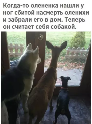 Смешная картинка №261399