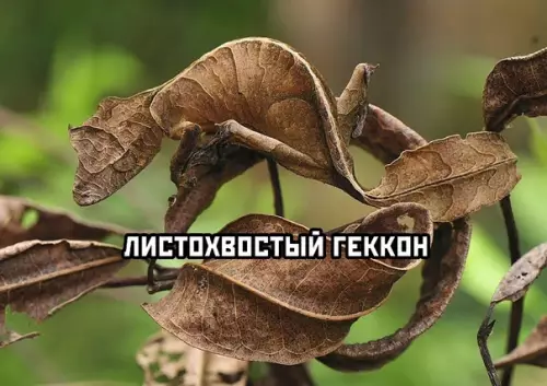 продолжение Смешная картинка №609280 Максимальный уровень маскировки