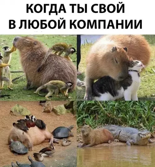 Смешная картинка №305441 Будь как Капибара!