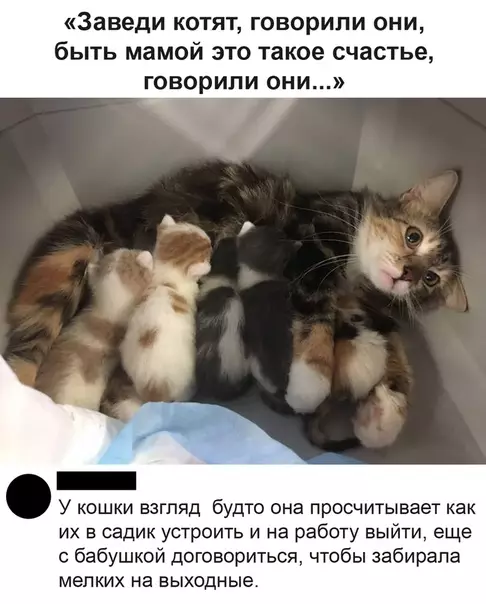 Смешная картинка №496042 Дал Бог котёнка, даст и коробчонку.