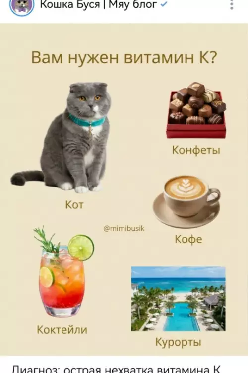 Твой рецепт витамина К 😼🍹 - Вам нужен витамин К? Кот Конфеты Кофе Коктейли Курорты Диагноз: