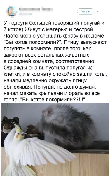 Смешная картинка №489718 Самый важный вопрос