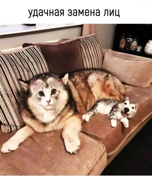 Смешная картинка №284014