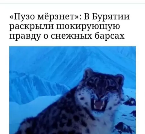 Смешная картинка №787070 Зимой каждый из нас немного снежный барс