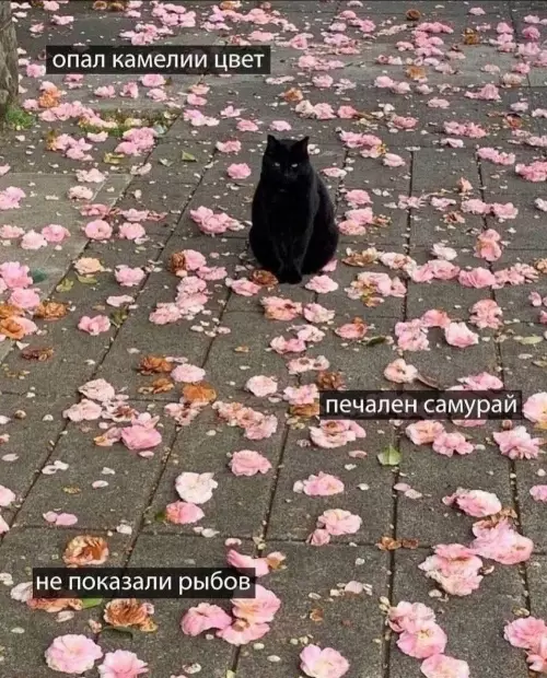 Смешная картинка №775643 коты