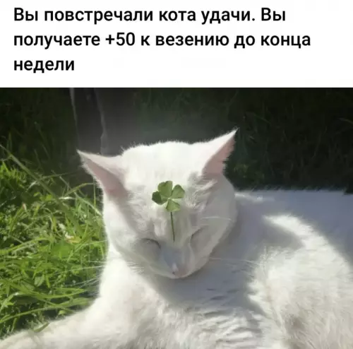 Смешная картинка №664453 коты