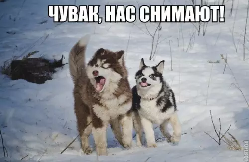 Смешная картинка №225940
