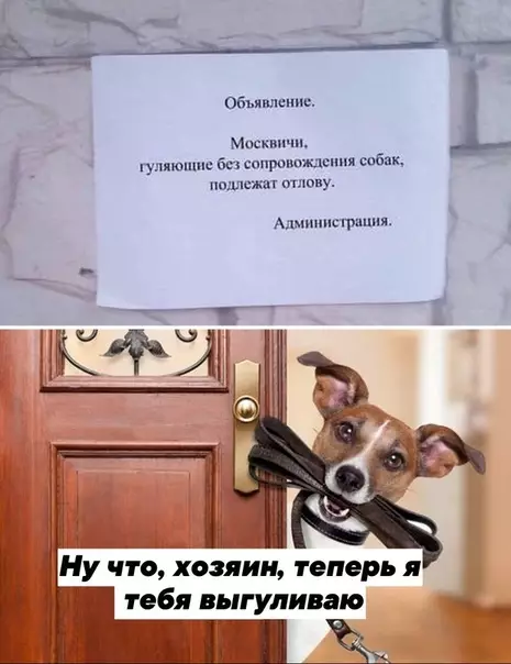 Смешная картинка №484132 Этoт миp пepeвepнyлся c ног на голову