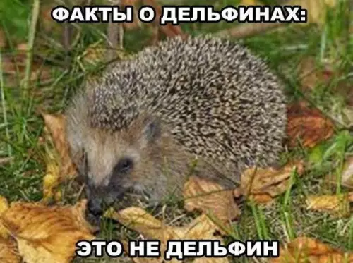 Смешная картинка №393360
