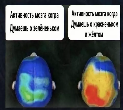 Твои мысли за секунду до... 🧠🔥 - Активность мозга когда Думаешь о зелененьком. Активность мозга когда Думаешь