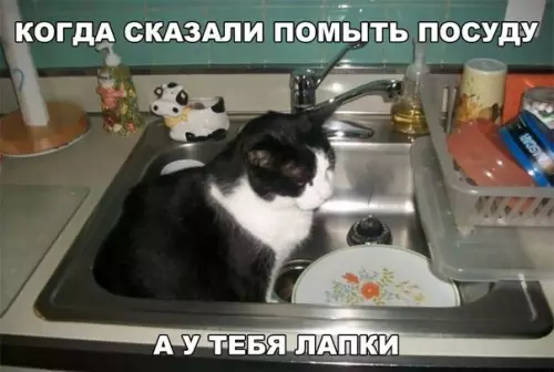 Смешная картинка №273882 коты
