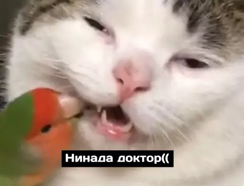 продолжение Смешная картинка №689397