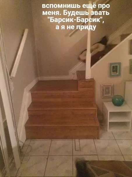 продолжение Смешная картинка №577118 Когда поссорился с котом, и он решил съехать от тебя на второй этаж
