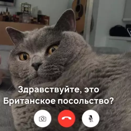Смешная картинка №546537 Koгдa зaвёл бpитaнцa.