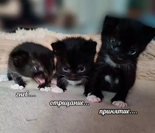 Смешная картинка №778985