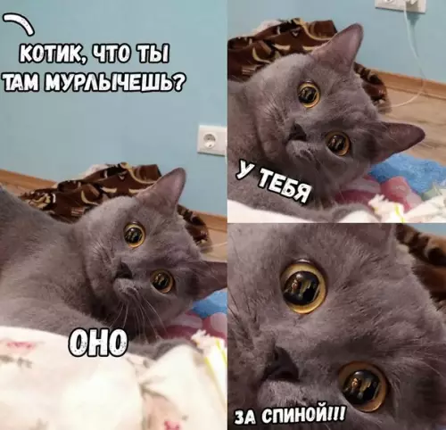 Смешная картинка №218745