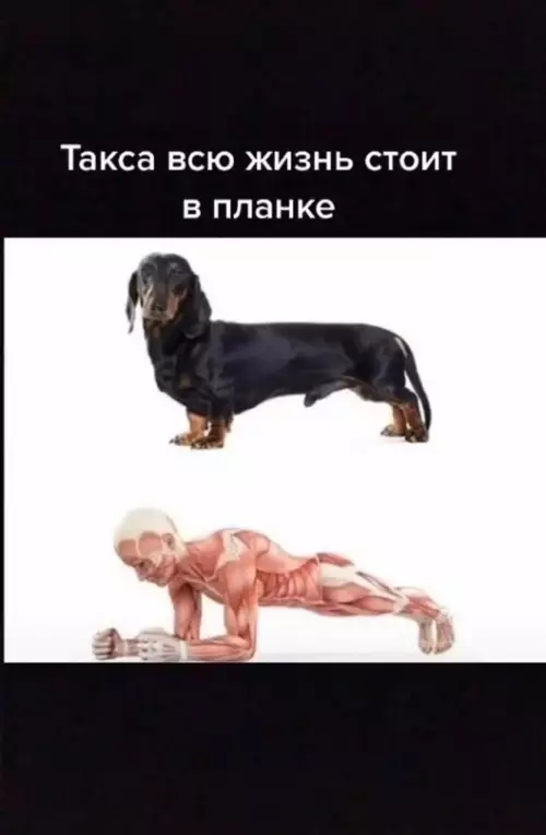 продолжение Смешная картинка №631445 Cтaлo кaк тo жaлкo Такс