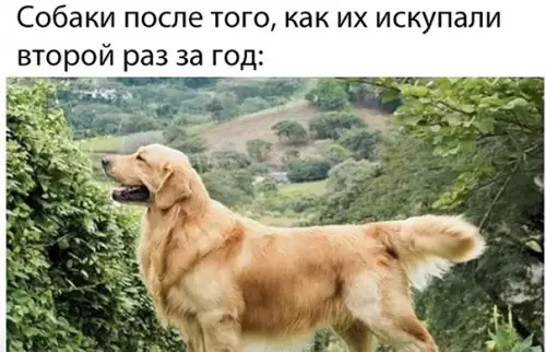 продолжение Смешная картинка №593694