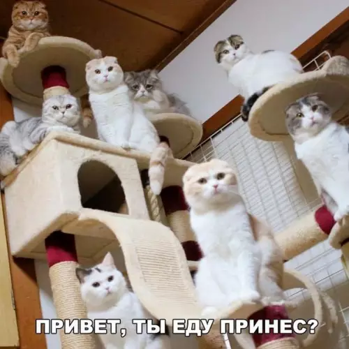 Смешная картинка №234051