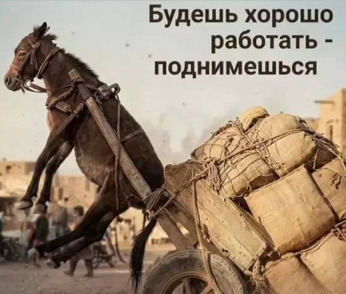 Смешной момент с лошадью