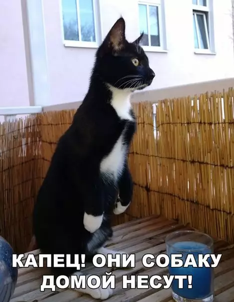 Смешная картинка №232061