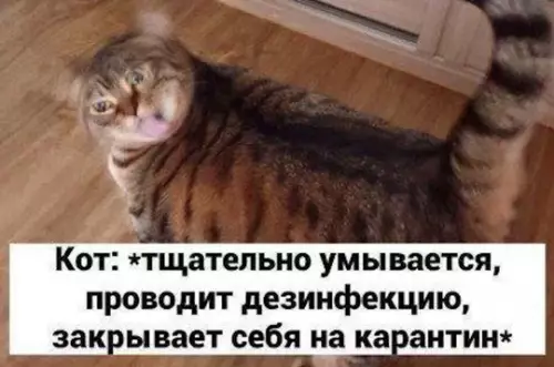 продолжение Смешная картинка №759298 Как посмела прикасаться к мехам драгоценным