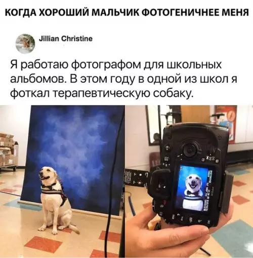 Смешная картинка №308325 собаки